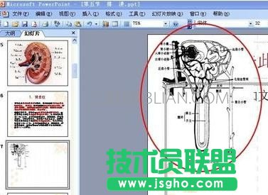 ppt無(wú)法顯示圖像解決方案