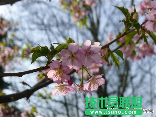 跟著好照片學后期 調(diào)出日系淡雅花卉 三聯(lián)教程