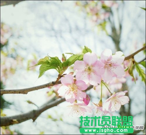 跟著好照片學后期 調(diào)出日系淡雅花卉