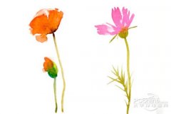 好照片教你打造清新花卉攝影作品